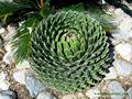Queen Victoria agave